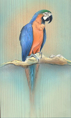 Macaw