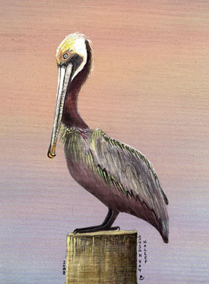 Pelican